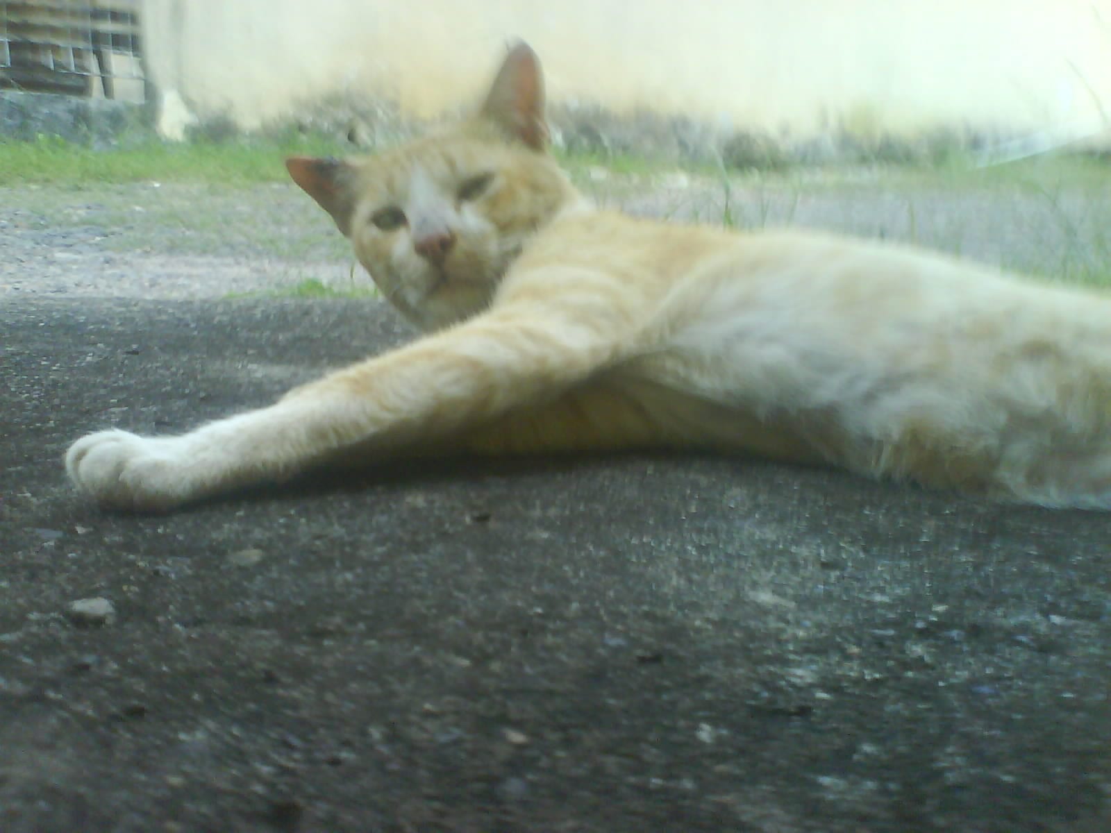 Kucing-Kucing di Laladon