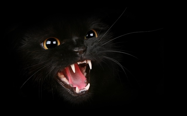 Kucing Hitam di Balik Jendela