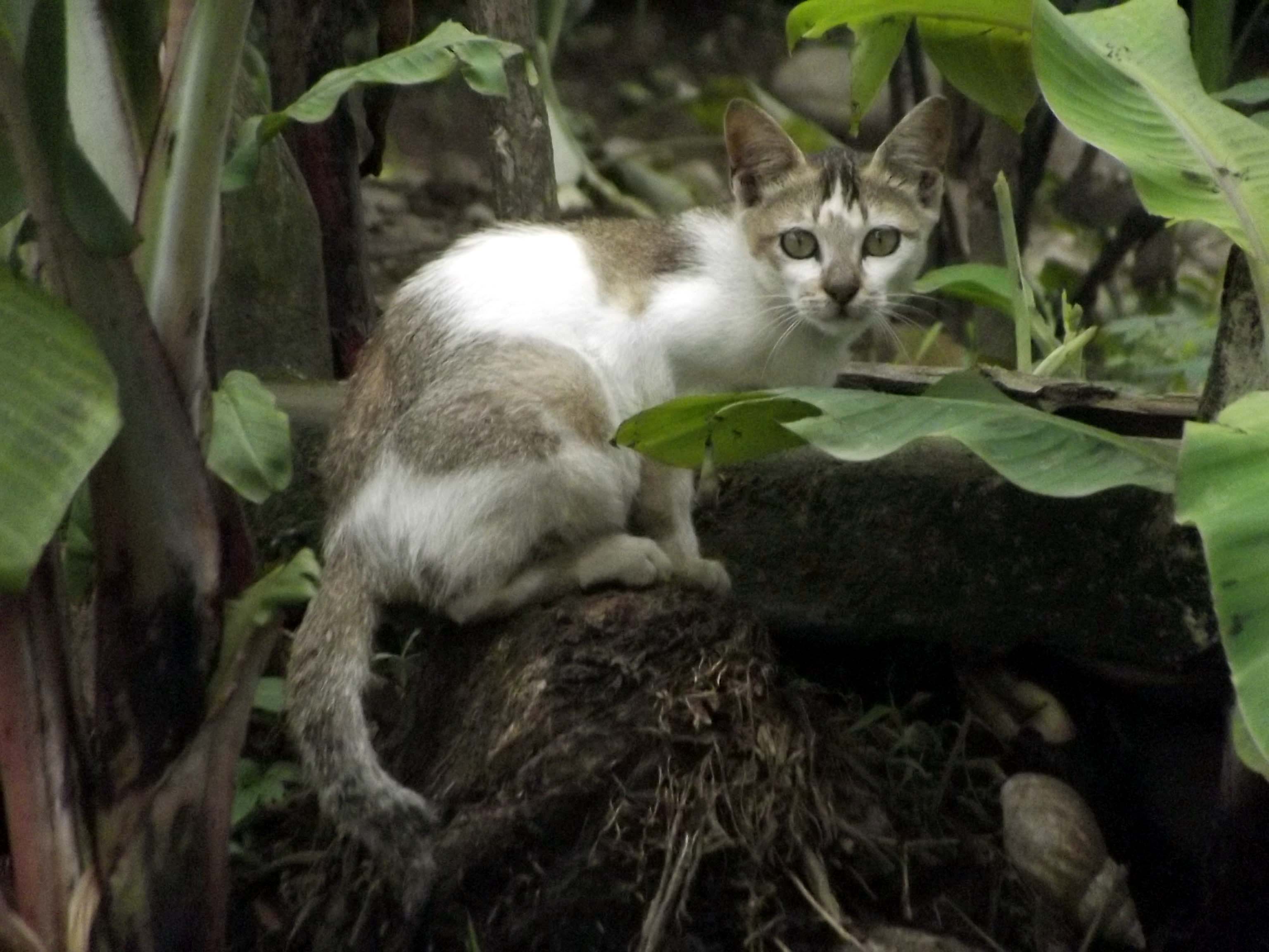 Photograph : Cat in the morning #2