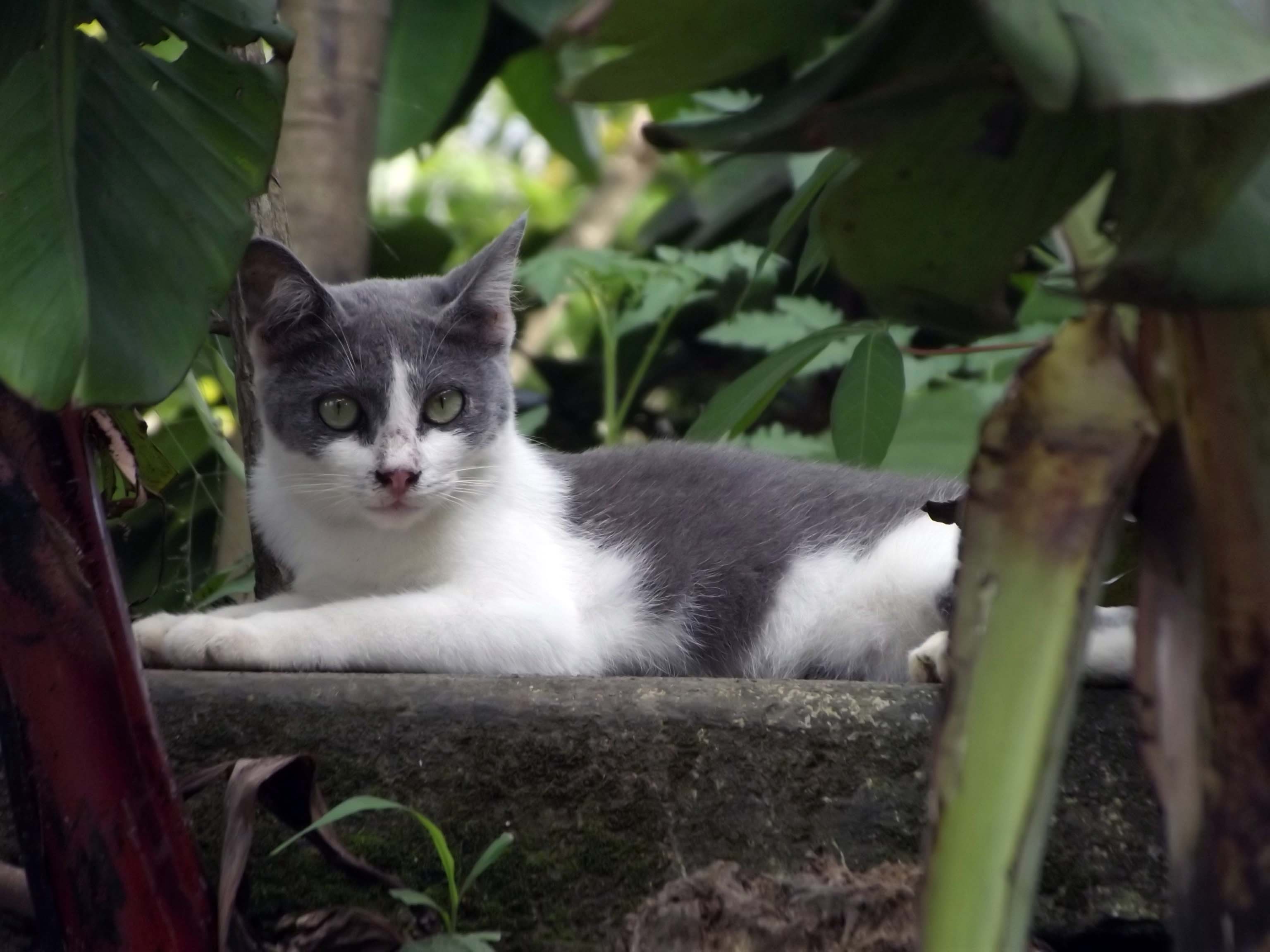 Photograph :  Cat in the morning