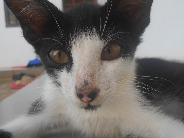 Gallery: Cat’s Family