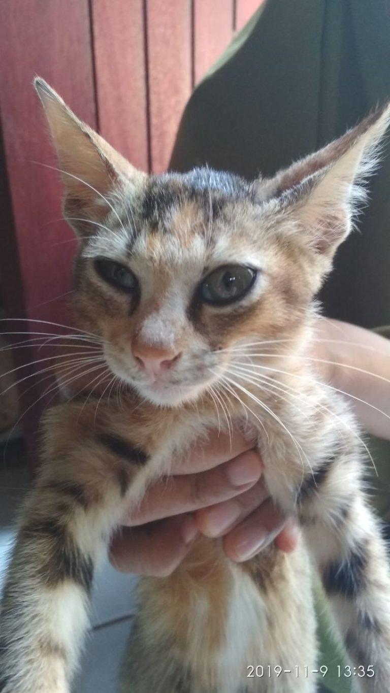 Moli atau Woli?